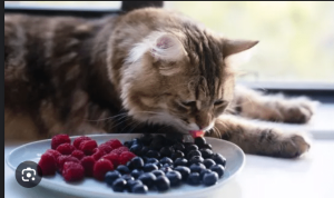 Cats Eat Blueberries