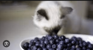 Cats Eating Blueberries